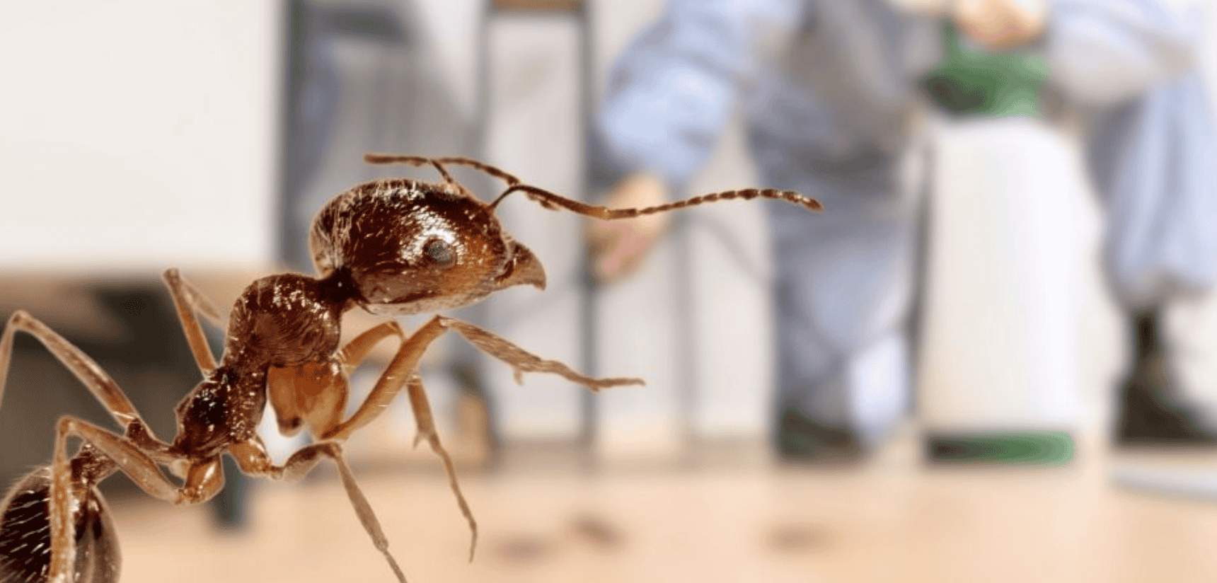 ant-extermination ant extermination