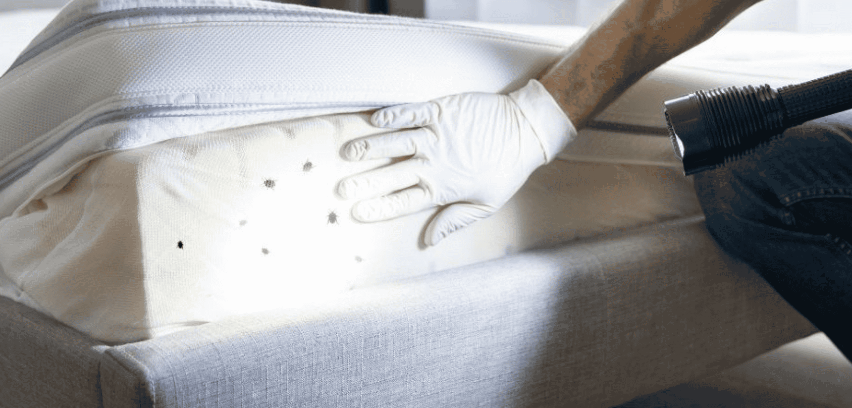 bed-bug-extermination bed bug extermination