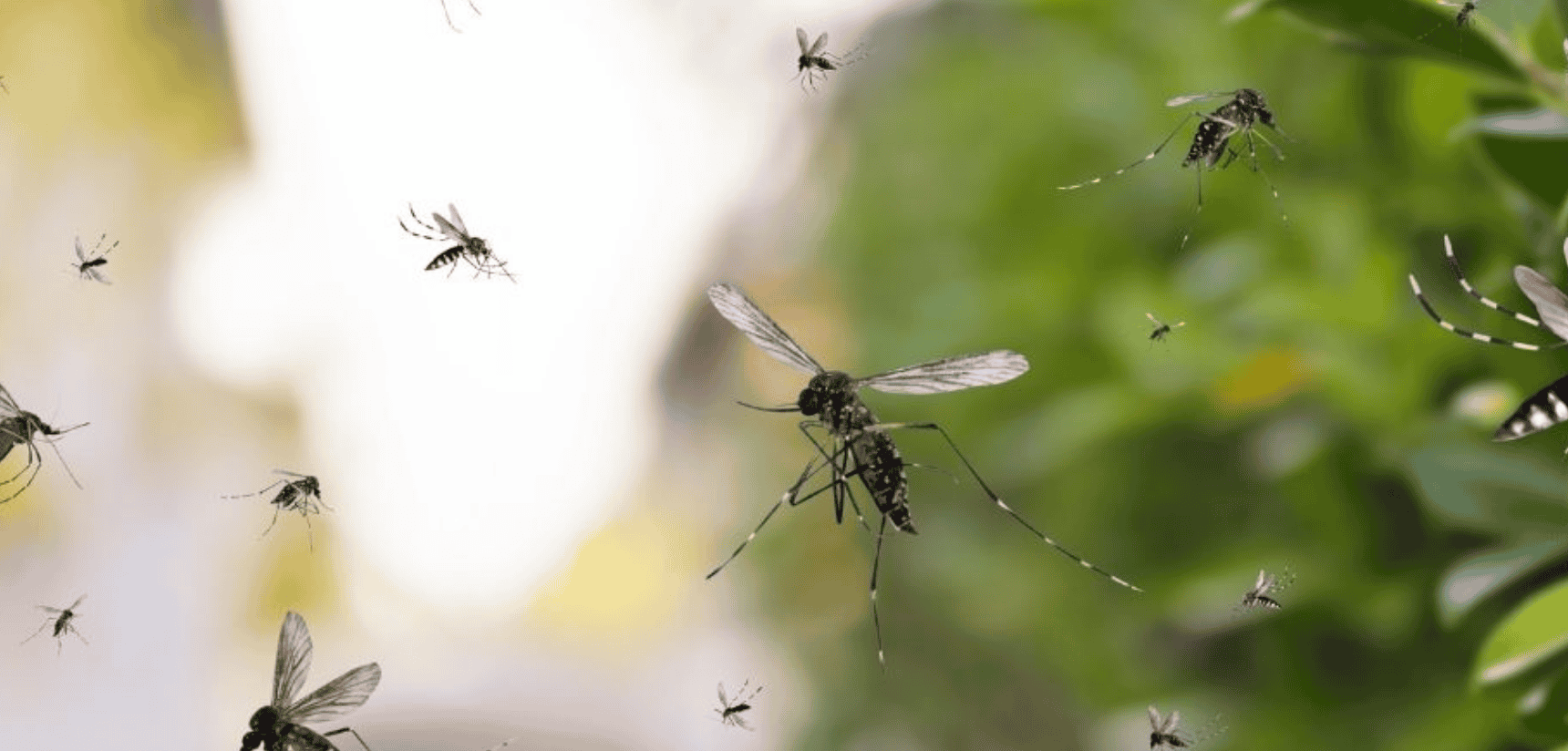 flying-insects mosquitoes and flying insects