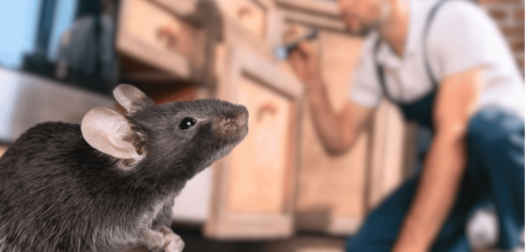 mice-extermination mice and rat extermination