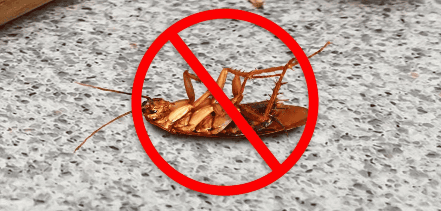 roach-extermination roach extermination